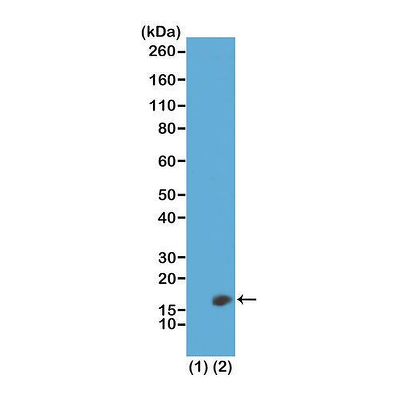 Merck Anti-Dimethyl Histone H3 (Lys23) antibody, Rabbit monoclonal