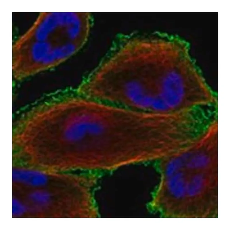 Merck Anti-CRYBG3 antibody produced in rabbit