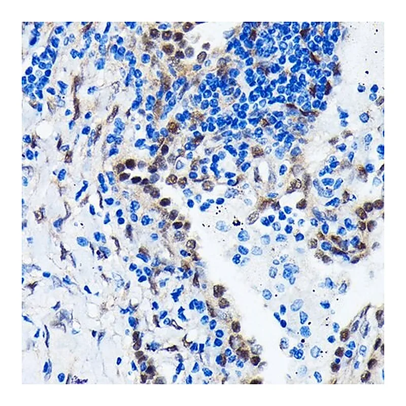 Merck Anti-YAP1 antibody produced in rabbit