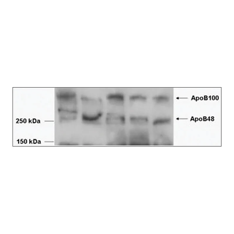 Merck Anti-APOB antibody produced in goat