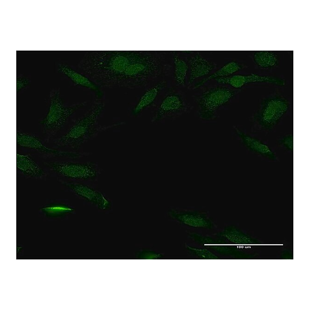 Merck Anti-PEX14 antibody produced in mouse