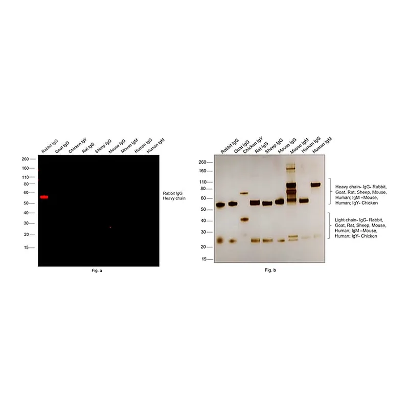 Thermo Fisher Scientific Goat anti-Rabbit IgG (H+L) Highly Cross-Adsorbed Secondary Antibody, Alexa Fluor 633