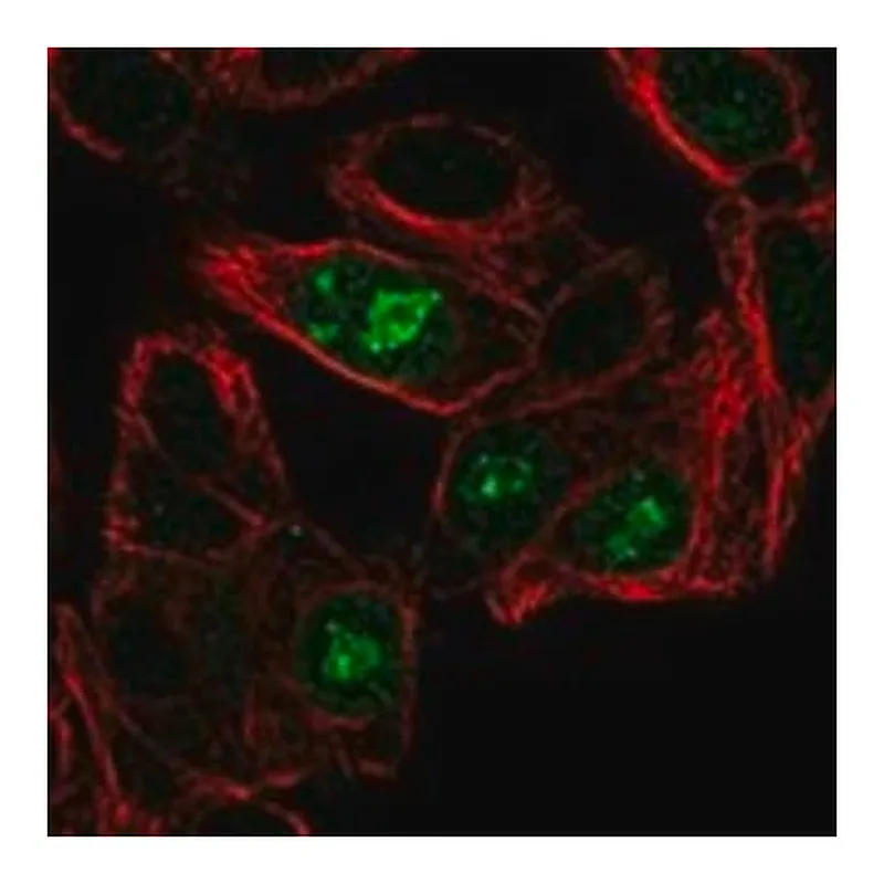 Merck Anti-ANG antibody produced in rabbit