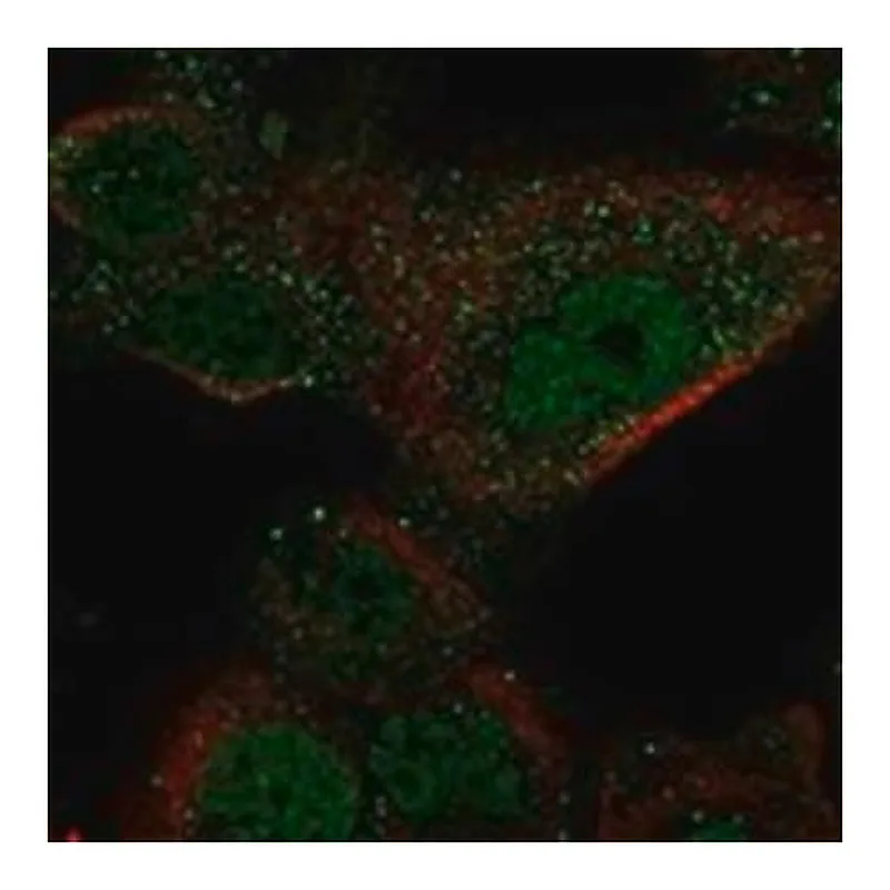 Merck Anti-GAL3ST1 antibody produced in rabbit
