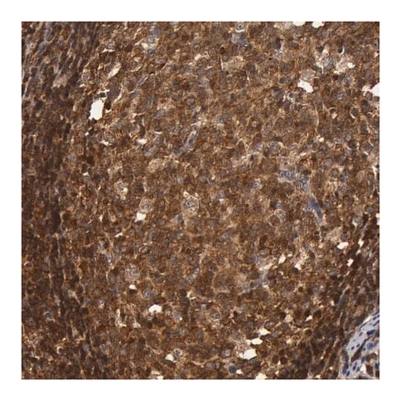 Merck Anti-ZNF350 antibody produced in rabbit