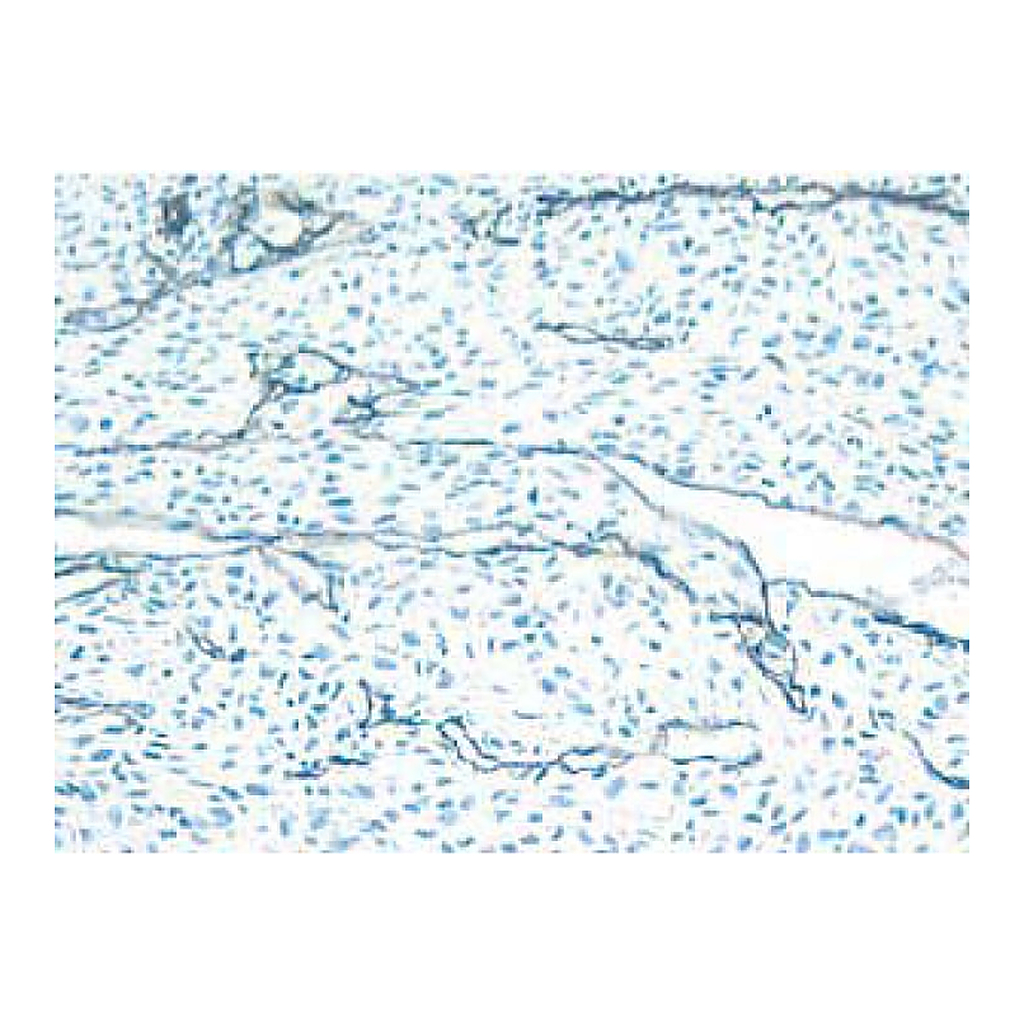 BD Purified Rat Anti-Mouse CD31