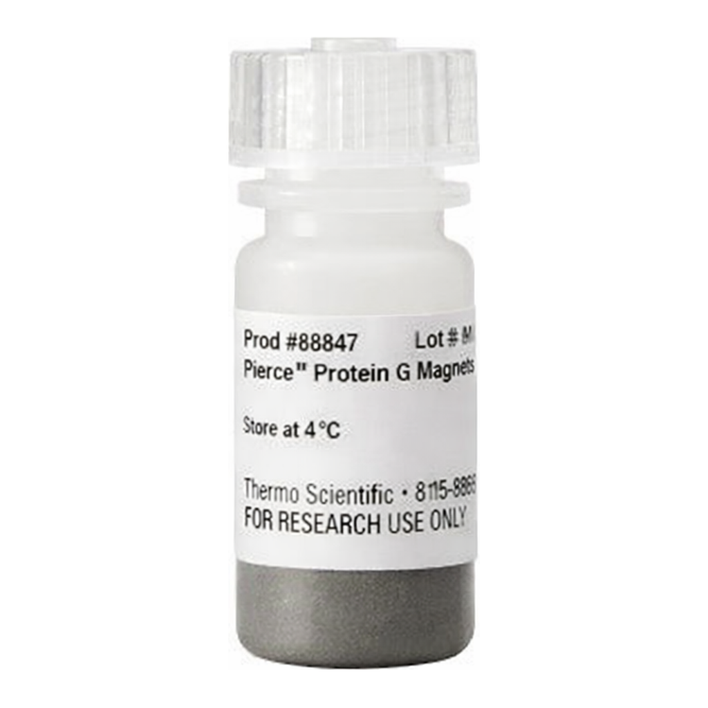 Thermo Fisher Scientific Pierce Protein G Magnetic Beads