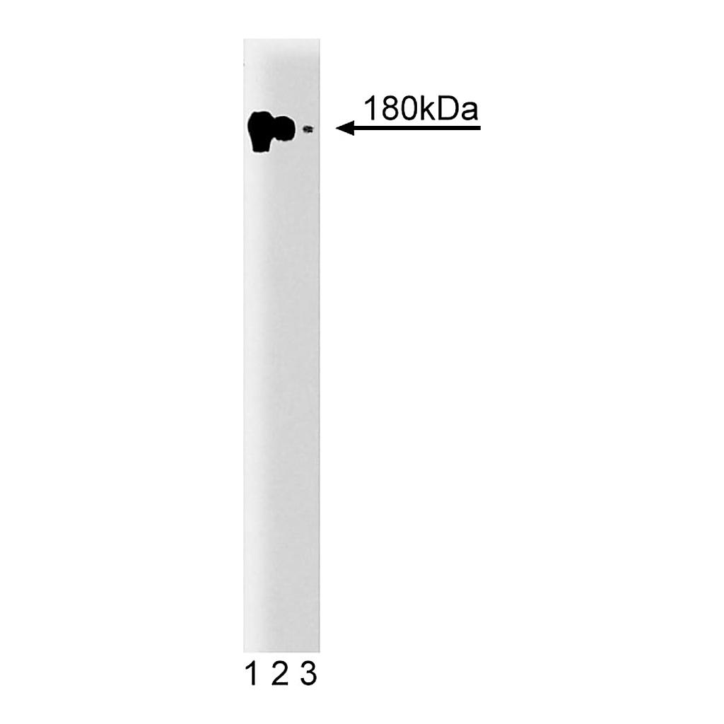 BD Purified Mouse Anti-EGF Receptor