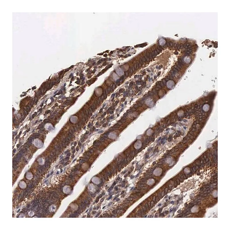 Merck Anti-DHRS1 antibody produced in rabbit