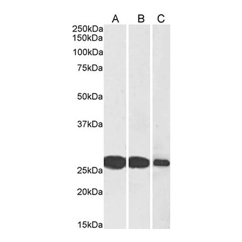 Merck Anti-SNAP25 antibody produced in goat