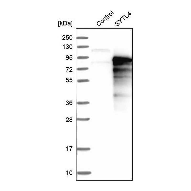 Merck Anti-SYTL4 antibody produced in rabbit