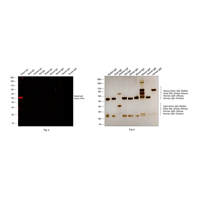 Thermo Fisher Scientific Goat anti-Rabbit IgG (H+L) Highly Cross-Adsorbed Secondary Antibody, Alexa Fluor 660