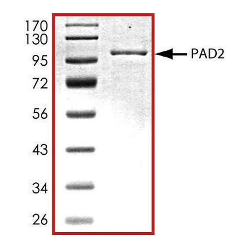 Merck PAD2, GST tagged from mouse