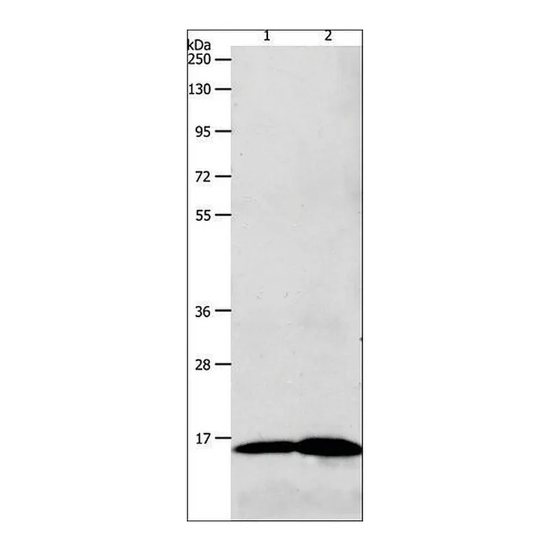 Merck Anti-LHB antibody produced in rabbit