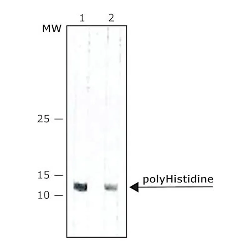Merck ANTI-POLYHISTIDINE−PEROXIDASE ANTIBODY,&