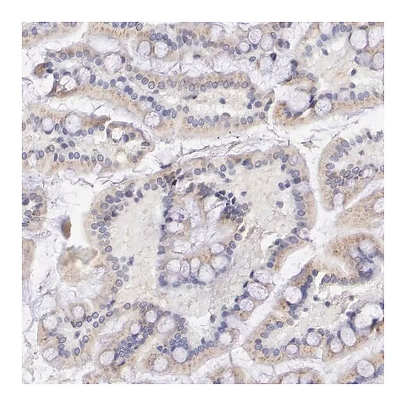Merck Anti-GAL3ST1 antibody produced in rabbit