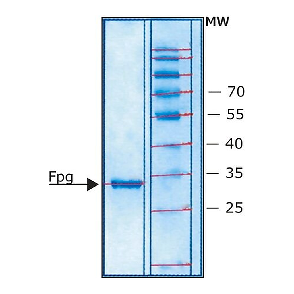 Merck Fpg Protein from Escherichia coli