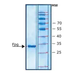 Merck Fpg Protein from Escherichia coli