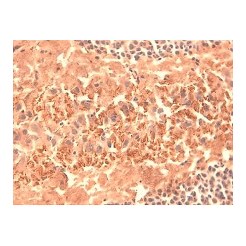 Merck MONOCLONAL ANTI-HCN4
