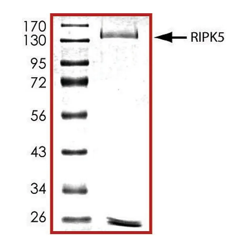 Merck RIPK5, active, GST tagged human