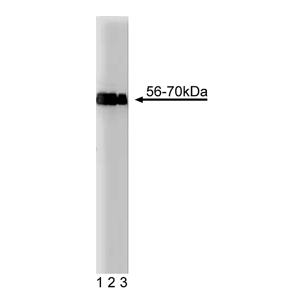 BD Purified Mouse Anti-MEF2D