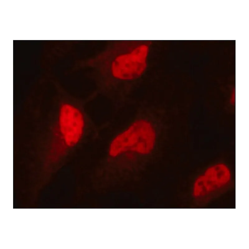 Merck Anti-Sirt1 (C-terminal) antibody produced in rabbit