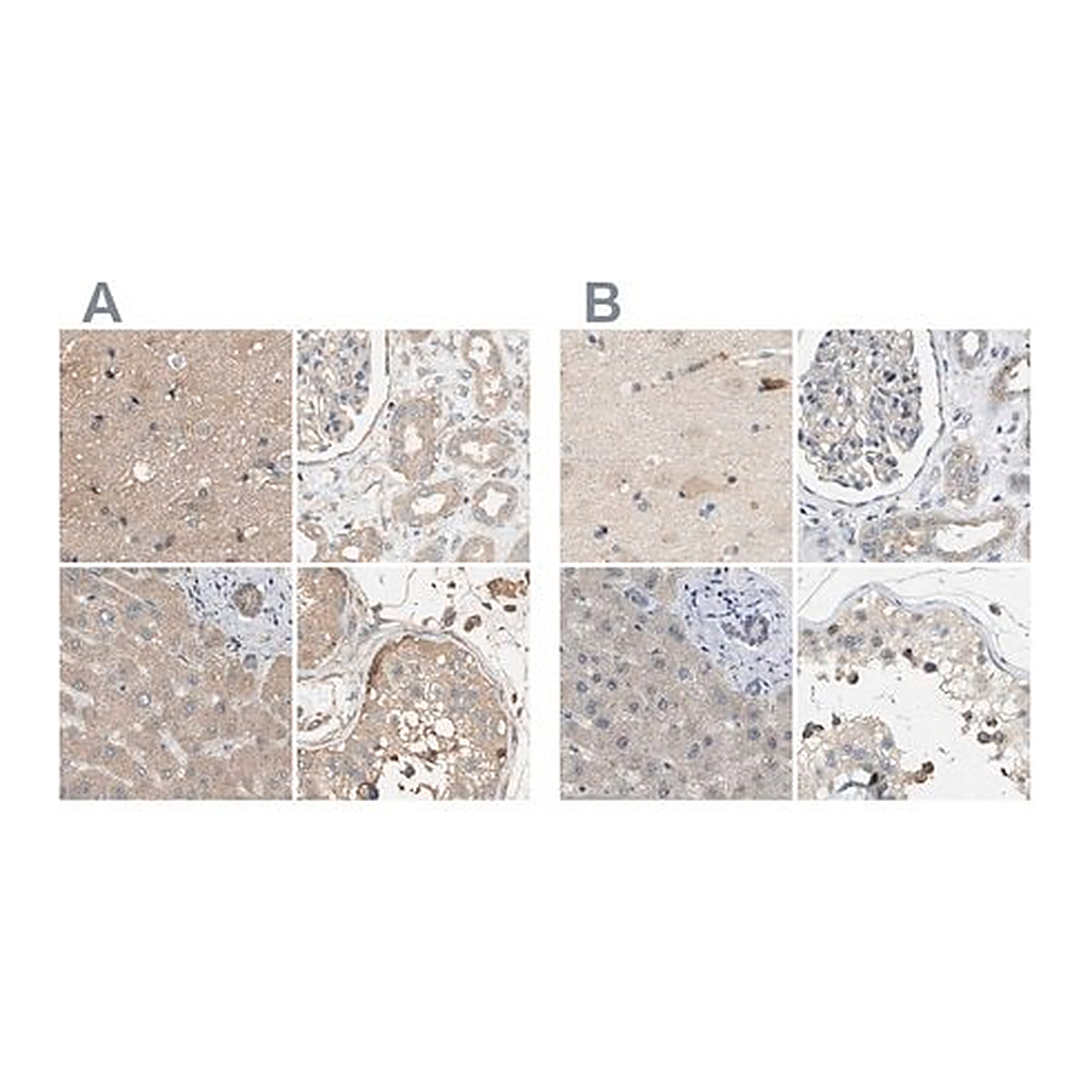 Merck Anti-DCAF7 antibody produced in rabbit