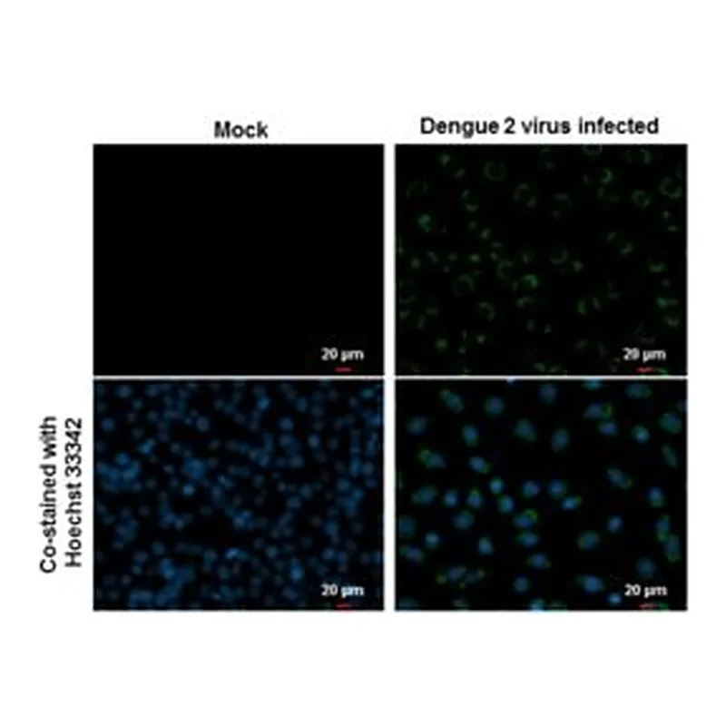 Merck MONOCLONAL ANTI-DENGUE VIRUS ENVELOPE P&