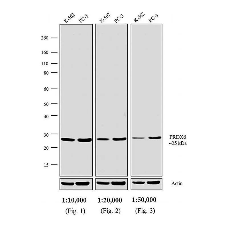 Thermo Fisher Scientific Goat anti-Rabbit IgG Fc Secondary Antibody, Biotin