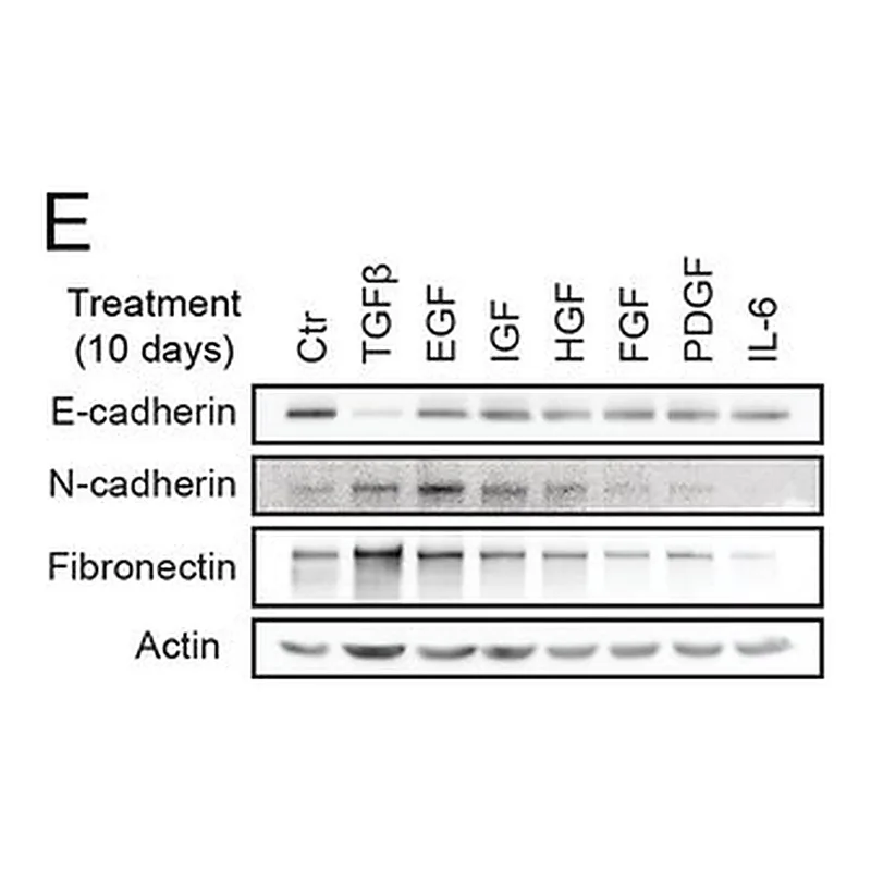 Merck ANTI-FIBRONECTIN DEVELOPED IN RABBIT &