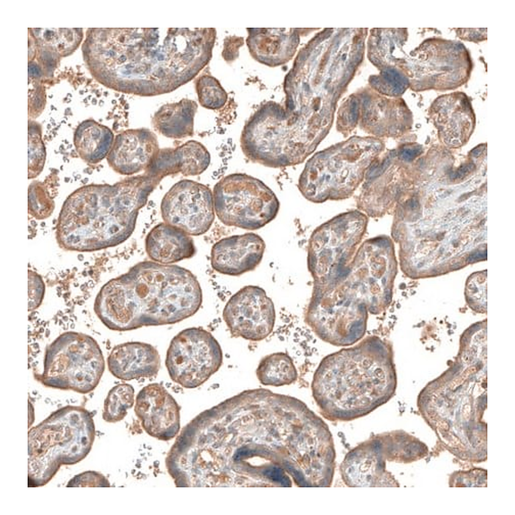 Merck Anti-CSF1R antibody produced in rabbit
