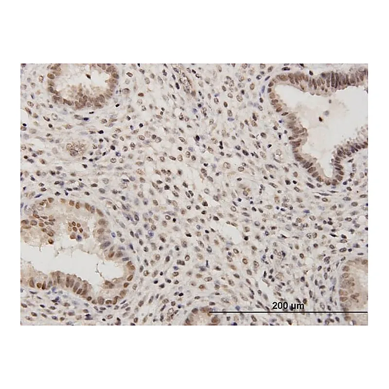Merck Anti-RSC1A1 antibody produced in mouse
