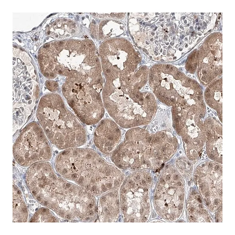 Merck Anti-ZBTB48 antibody produced in rabbit