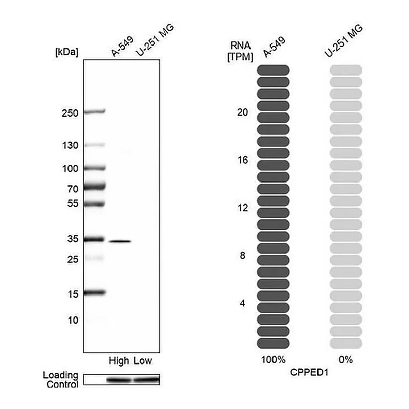 Merck Anti-CPPED1 antibody produced in rabbit