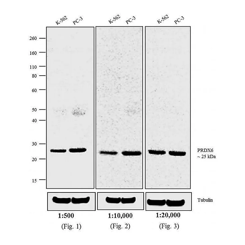Thermo Fisher Scientific F(ab`)2-Goat anti-Rabbit IgG (H+L) Cross-Adsorbed Secondary Antibody, AP