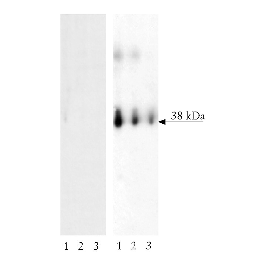 BD Purified Mouse anti-LAT (pY171)