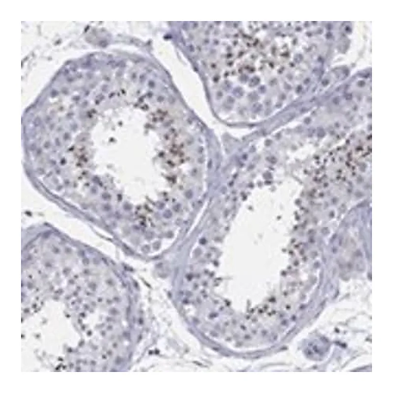 Merck Anti-BBOF1 antibody produced in rabbit