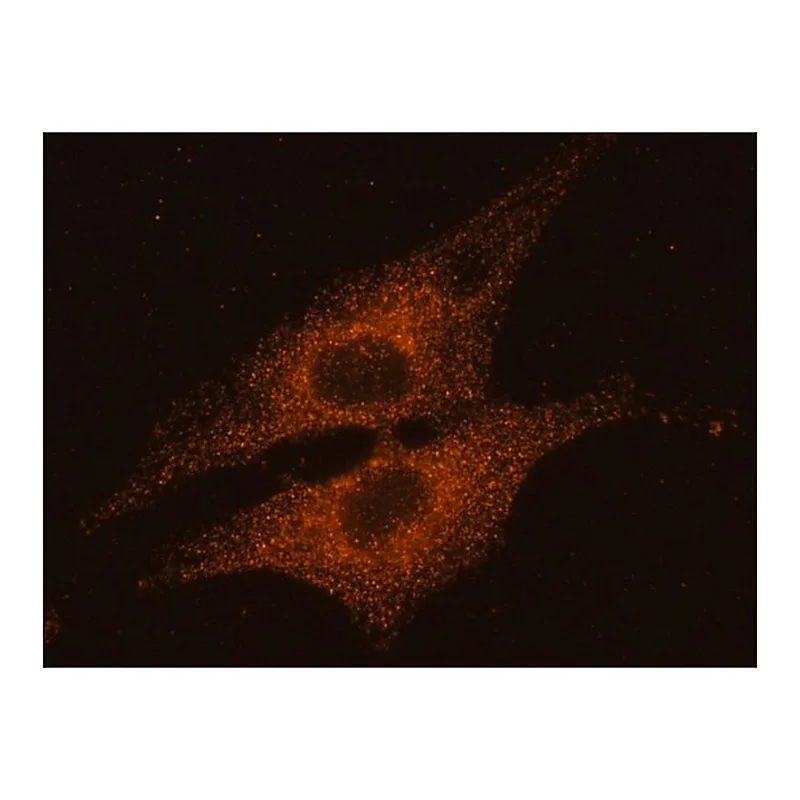 Merck Anti-Rab14 antibody produced in rabbit
