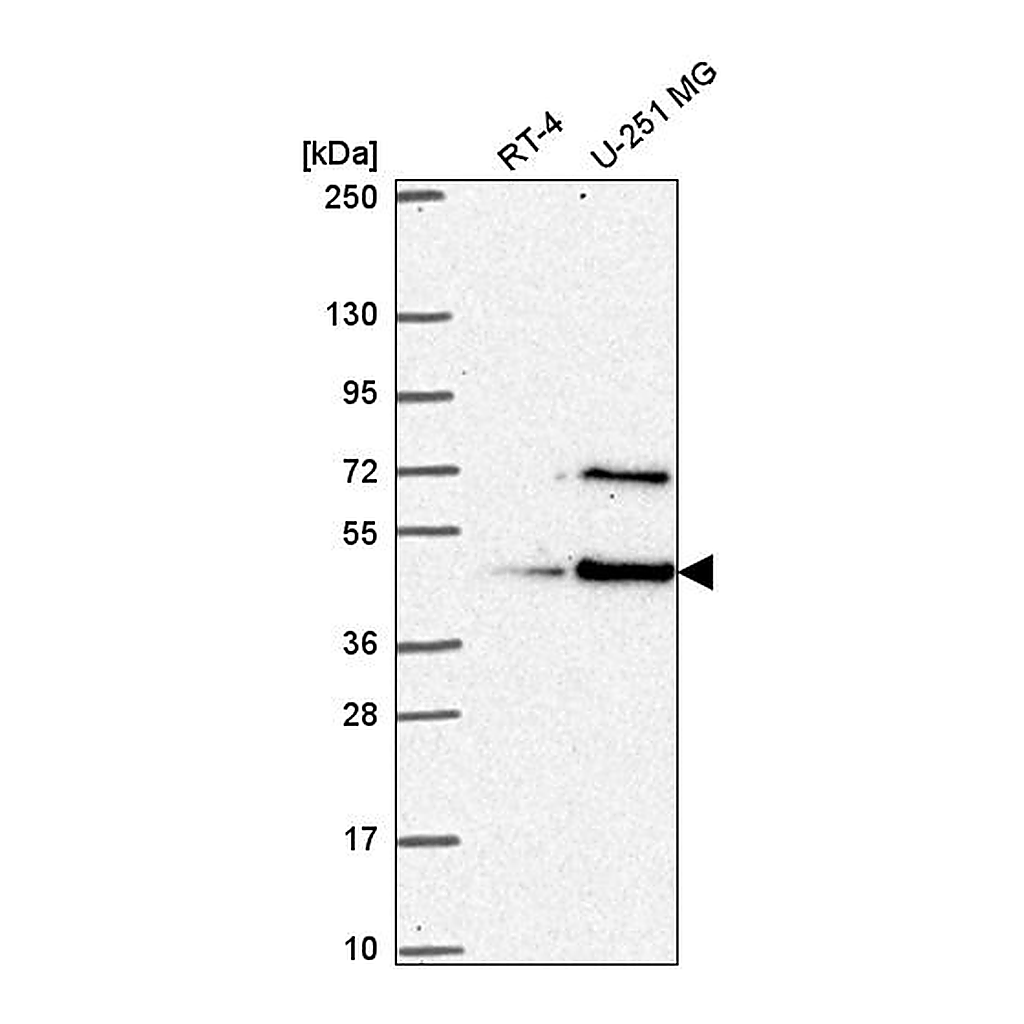 Atlas Antibodies Anti-LUC7L Antibody