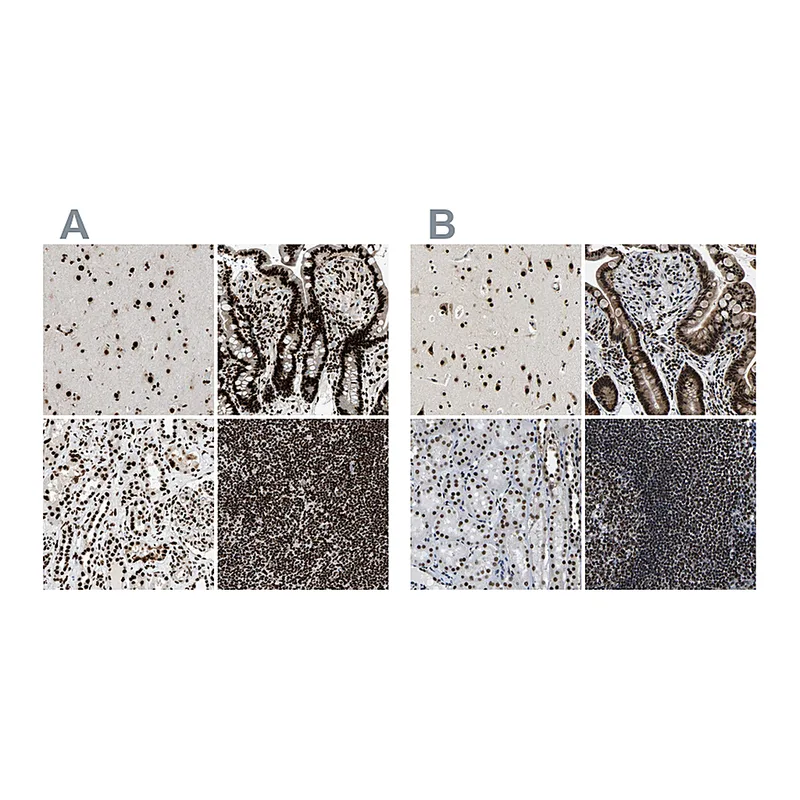 Atlas Antibodies Anti-LUC7L3 Antibody