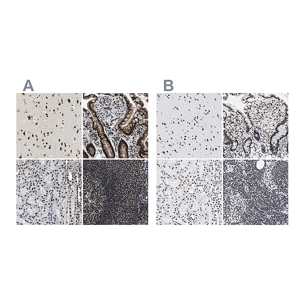 Atlas Antibodies Anti-LUC7L3 Antibody