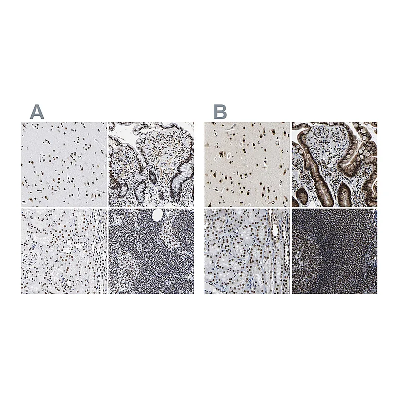 Atlas Antibodies Anti-LUC7L3 Antibody