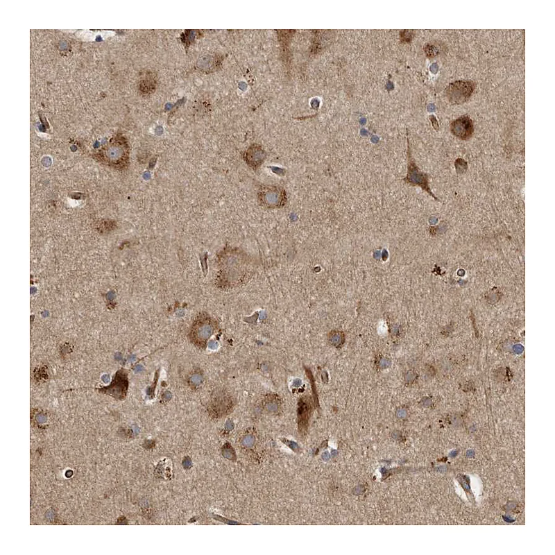 Atlas Antibodies Anti-LUZP1 Antibody