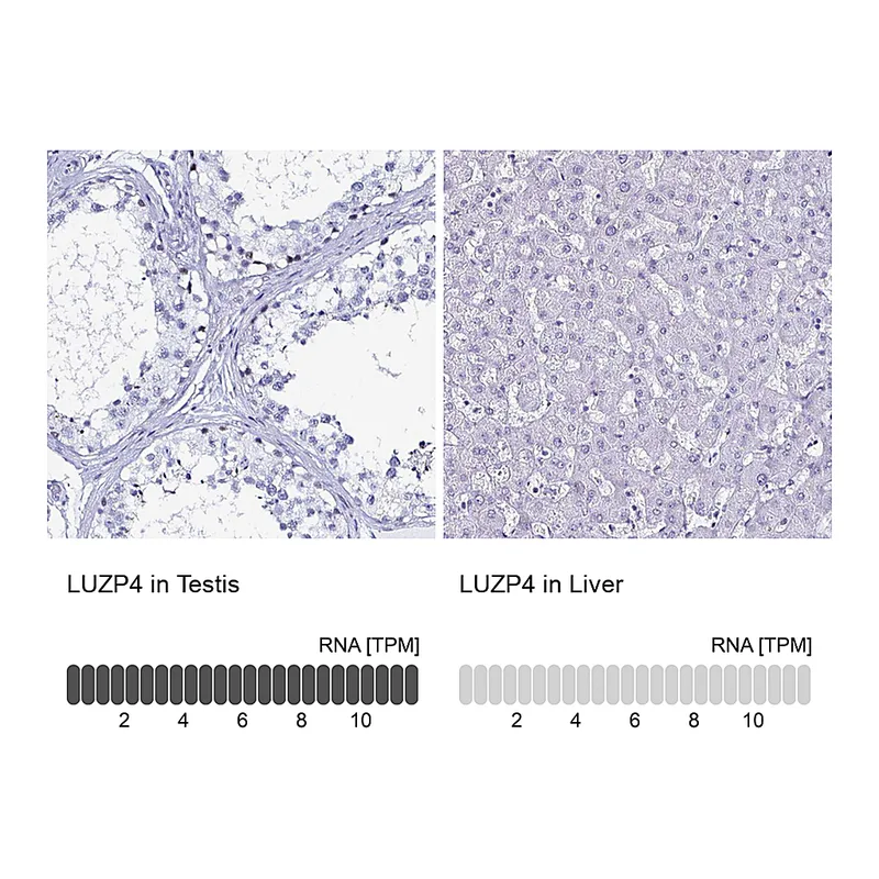 Atlas Antibodies Anti-LUZP4 Antibody