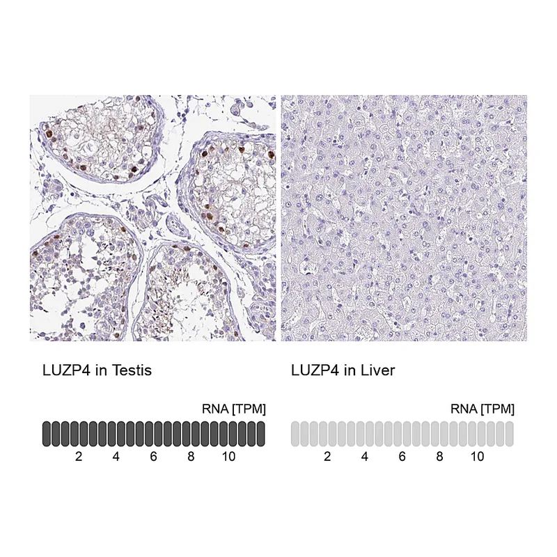 Atlas Antibodies Anti-LUZP4 Antibody