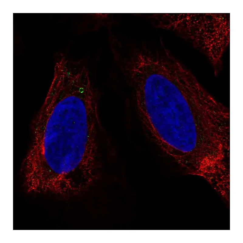 Atlas Antibodies Anti-LUZP6 Antibody