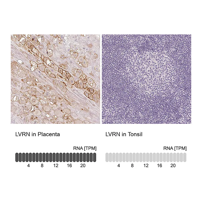 Atlas Antibodies Anti-LVRN Antibody