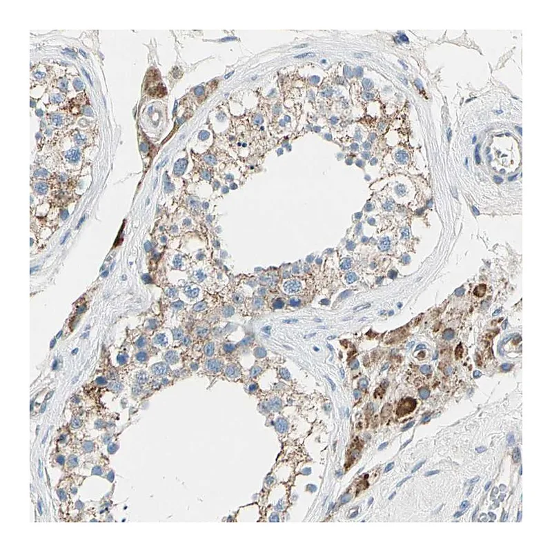 Atlas Antibodies Anti-LY6G6F Antibody