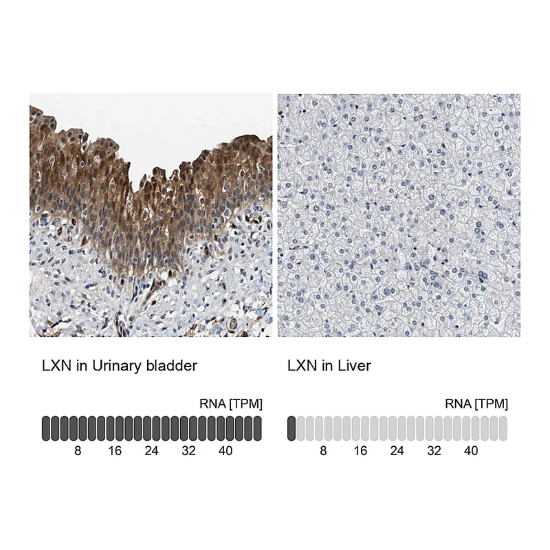 Atlas Antibodies Anti-LXN Antibody