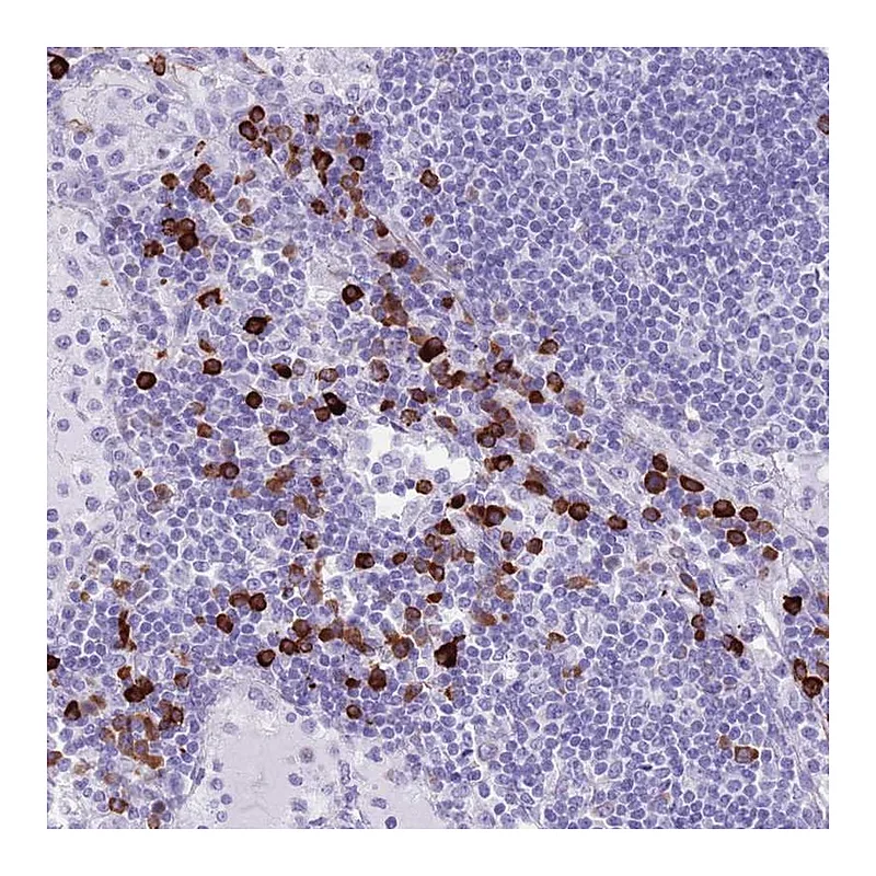 Atlas Antibodies Anti-LY6G5B Antibody